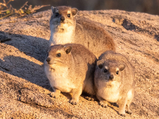 Daman des rochers, Procavia capensis