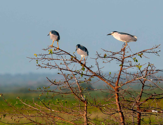 Bihoreau gris, Nycticorax nycticorax