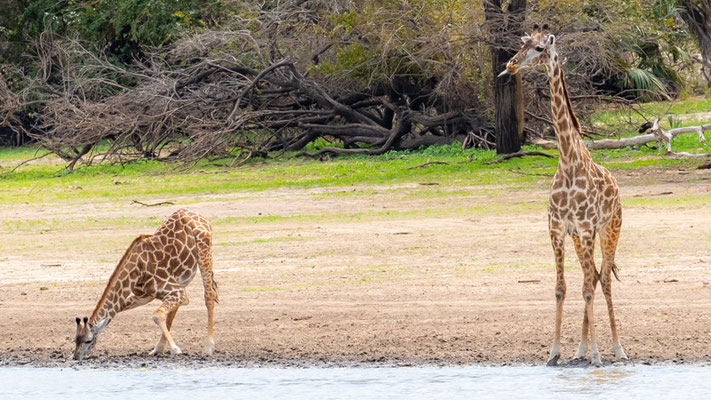 Girafe Massai, Giraffa tippelskirchii