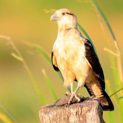 Caracara à tête jaune, Milvago chimachima