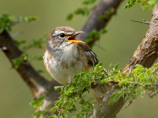 Agrobate à dos roux, Cercotrichas leucophrys