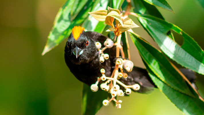 Tawny-crested Tanager, Tachyphonus delatrii, male