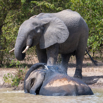 Eléphant de savane, Loxodonta africana se rafraichissant au bord d'un étang créé par un lodge de luxe situé en amont