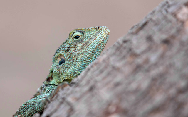 Agame à tête bleue, femelle, Acanthocercus atricollis