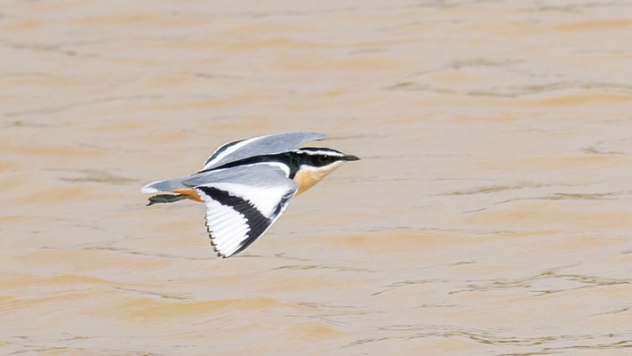 Pluvian fluviatile,  Pluvianus aegyptius. Observé sur la White Volta River vers le village de Daboya