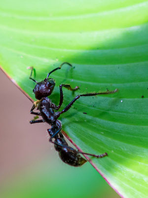 Bullet ant named for its extremely painful sting, Paraponera clavata