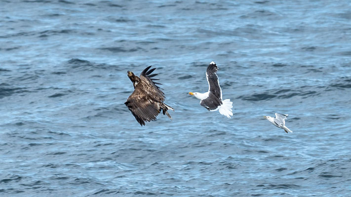 Jnice scene; an immature White-tailed Eagle, Haliaeetus albicilla, is harassed by a Great Black-backed Gull, Larus marinus, closely followed by a Mew Gull, Larus canus