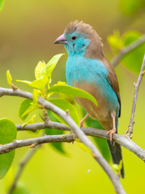  Cordonbleu d'Angola, Uraeginthus angolensis