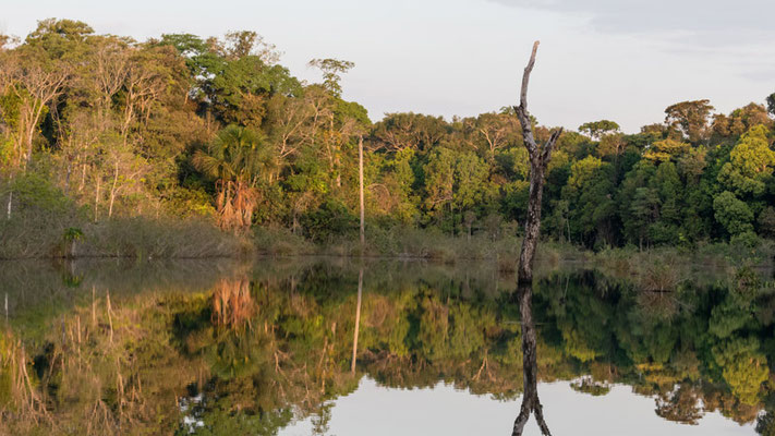 River forest in Jardim Amazonia