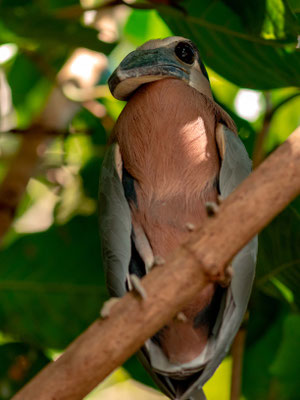 Savacou huppé, Cochlearius cochlearius