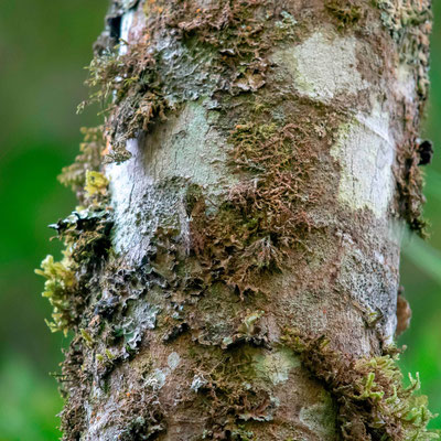 Mousses et lichens sur tronc
