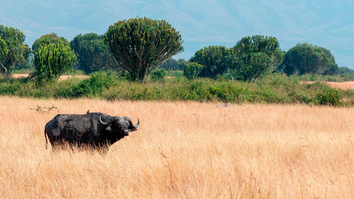 Buffle d'Afrique, Syncerus caffer