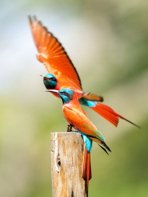 Guêpier écarlate, Merops nubicus. Hara Lodge