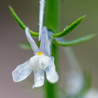 Fleur indéterminée