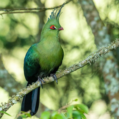 Schalow's Turaco, Tauraco schalowi