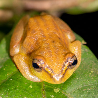 Hyperolius substriatus