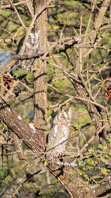African Scops Owl, Otus senegalensis. Hara lodge