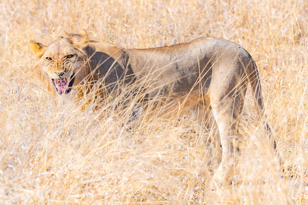 Lion, Panthera leo