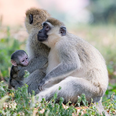 Vervet Bleu, Chlorocebus pygerythrus