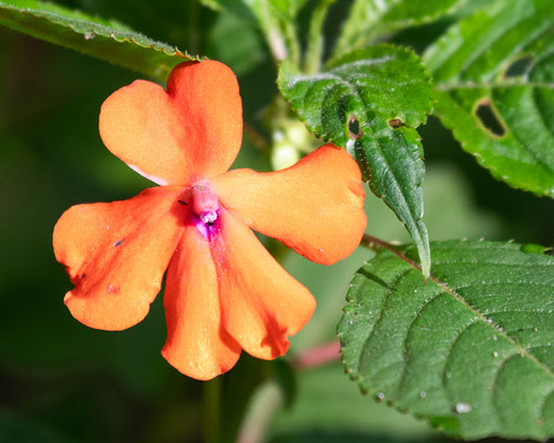  Impatiente de Waller, Impatiens walleriana