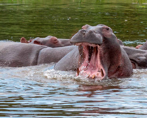 Hippopotame amphibie, Hippopotamus amphibius. Femelle un peu énervée par la proximité du bateau