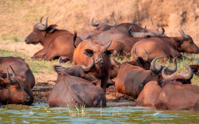 Groupe de Buffle d'Afrique, Syncerus caffer