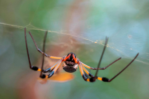 Nephila sp. 