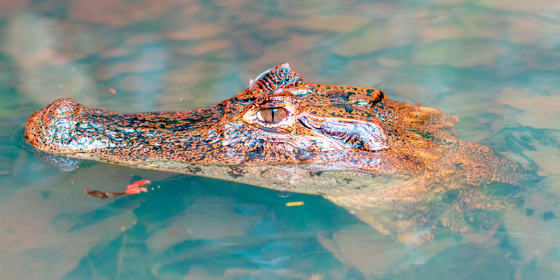 Caïman à lunettes, Caiman crocodilus juvénile