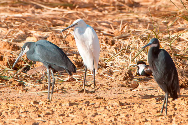  Aigrette garzette, Egretta garzetta et Aigrette des récifs, Egretta gularis