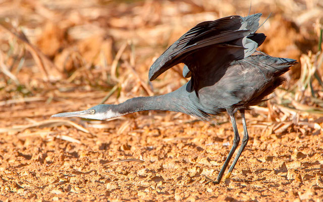 Aigrette des récifs, Egretta gularis