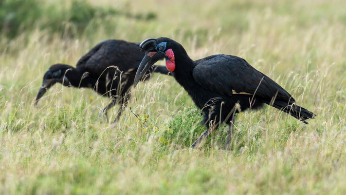 Couple de Bucorve d'Abyssinie, Bucorvus abyssinicus