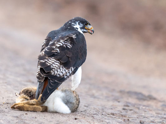 Buse augure, Buteo augur,  profitant d'un Lièvre fraîchement écrasé.