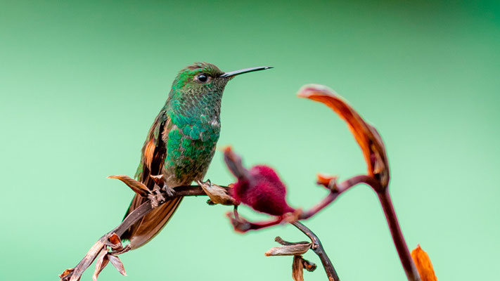 Colibri à épaulettes, Eupherusa eximia mâle