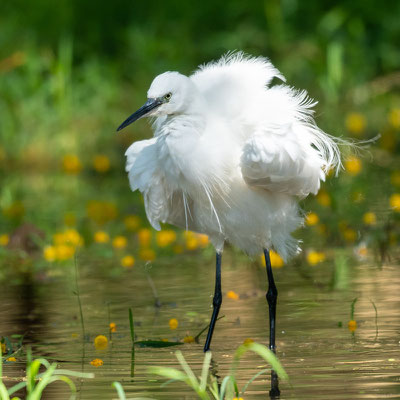 Little Egret, Egretta garzetta