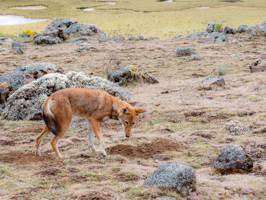 Loup d'Abyssinie, Canis simenso