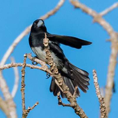 Tangara de Berlioz, Conothraupis mesoleuca, espèce extrèmement rare, quelques centaines d'individus en milieu naturel