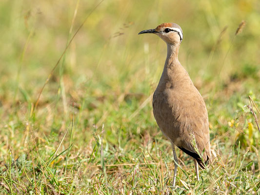 Courvite de Somalie, Cursorius somalensis