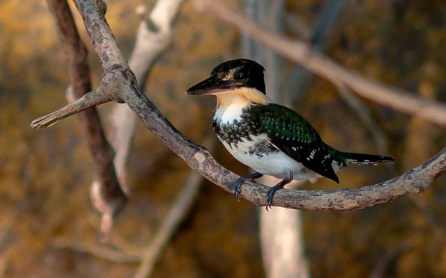 Martin-pêcheur vert, Chloroceryle americana