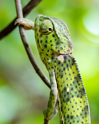 Caméléon bilobé, Chamaeleo dilepis