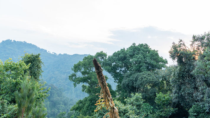 Paysage des forêts tropicales du Bwindi