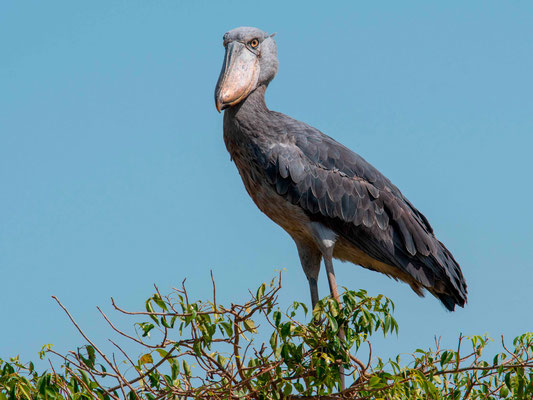 Bec-en-sabot, Balaeniceps rex. Il est rare de l'observer dans un arbre!