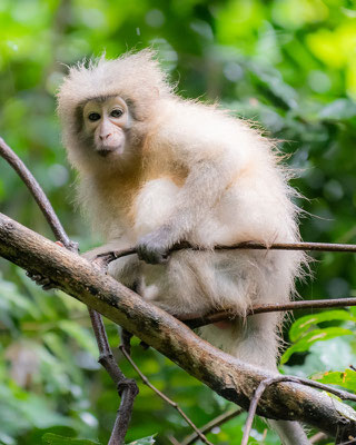 Sanje mangabey, Cercocebus sanjei