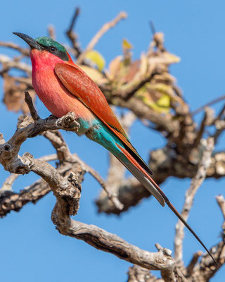 Guêpier carmin, Merops nubicoides