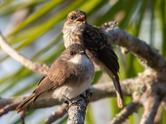 Gobemouche des marais, Muscicapa aquatica