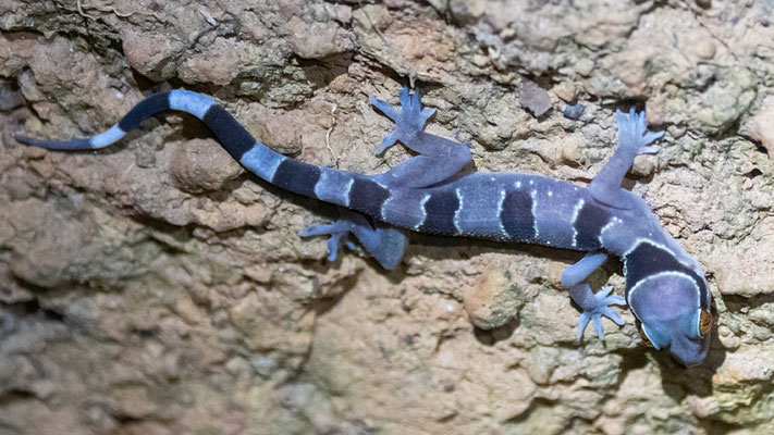 Hemidactylus fasciatus