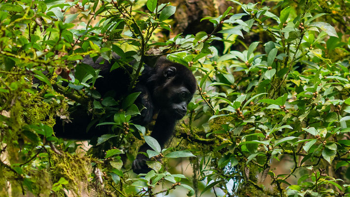 Hurleur à manteau, Alouatta palliata 