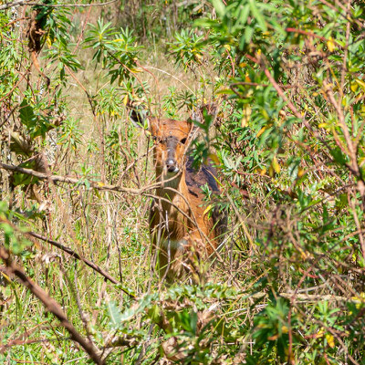 Céphalophe couronné, Sylvicapra grimmia. Dinsho.Hésitant entre nous observer camouflé ou fuir...