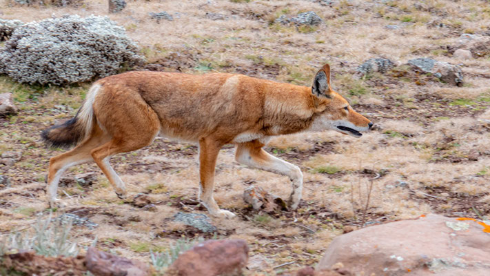 Loup d'Abyssinie, Canis simenso