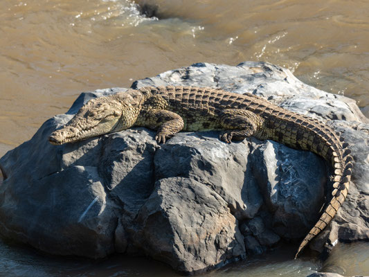 Crocodile du Nil, Crocodylus niloticus. Parc national d'Awash