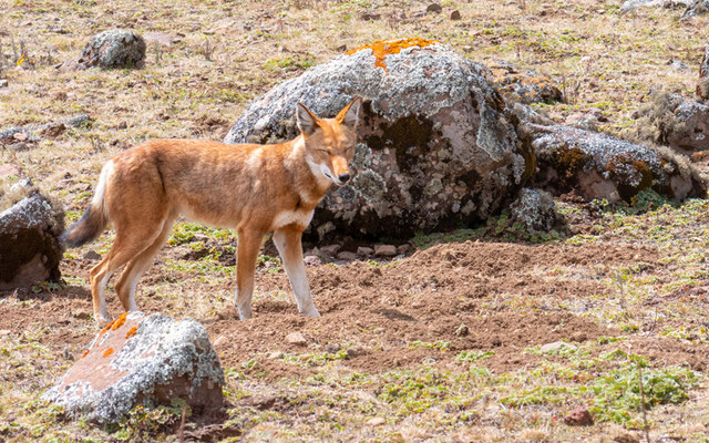 Loup d'Abyssinie, Canis simenso